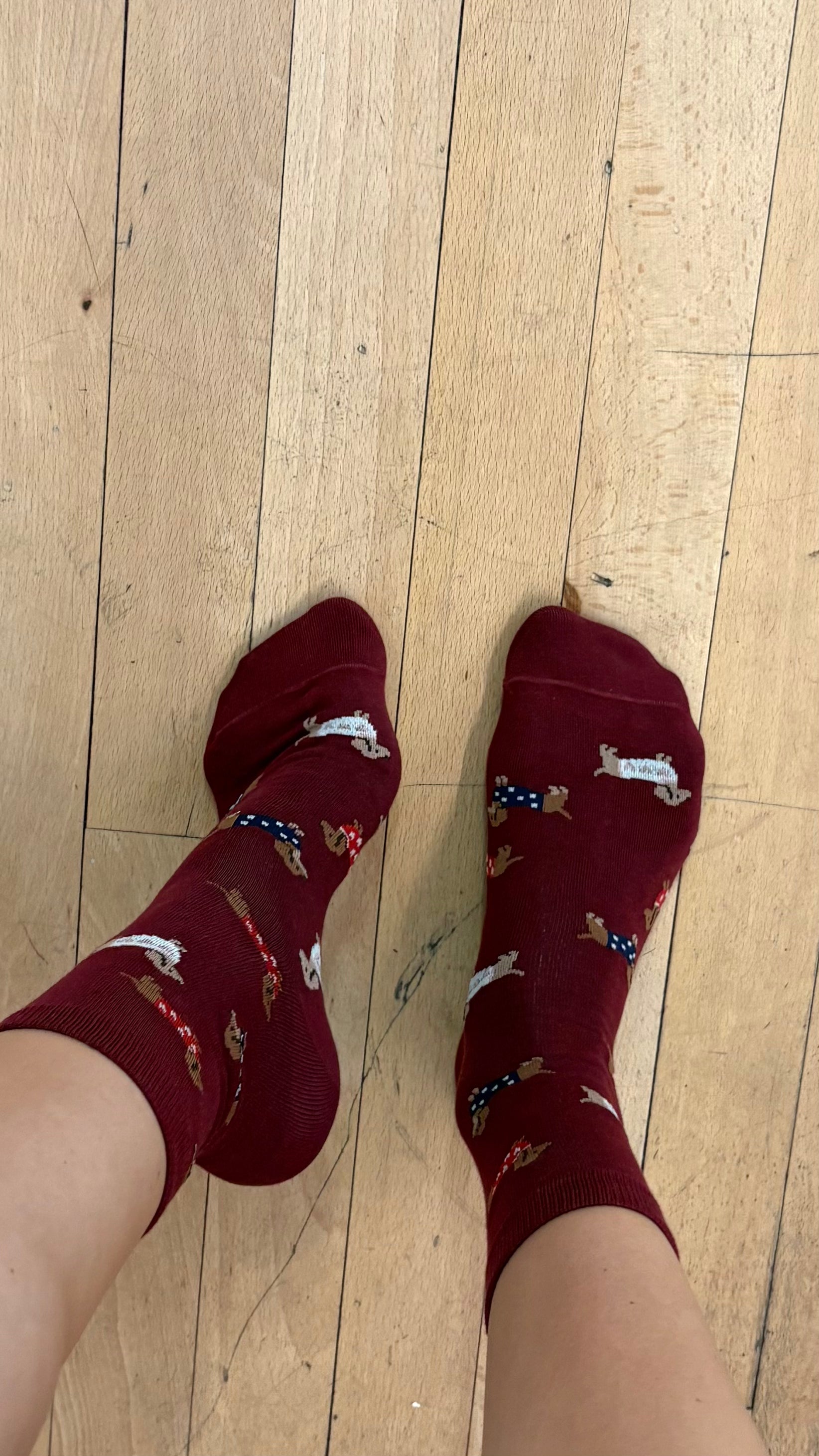 Chaussettes Teckel